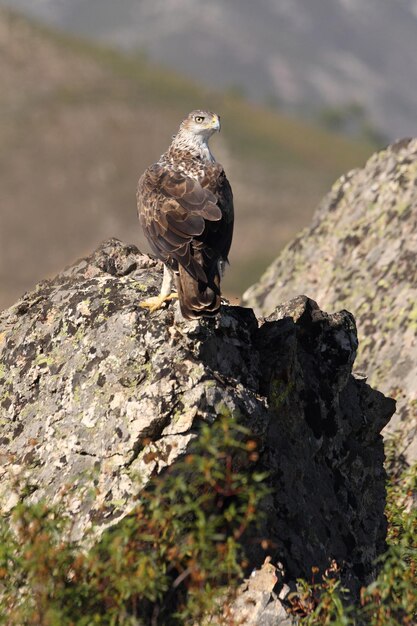 Foto un uccello appollaiato su una roccia