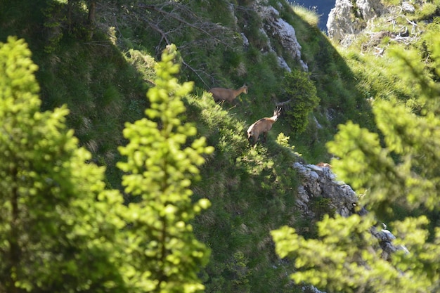 Photo bird perching on a rock