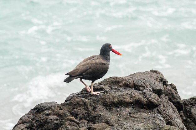 Bird perching on rock