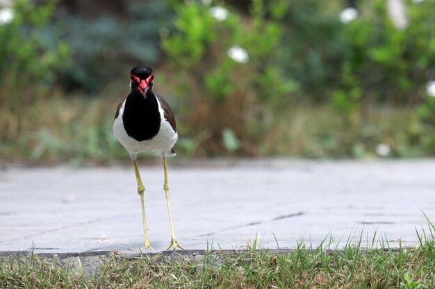 Photo bird perching on a rock