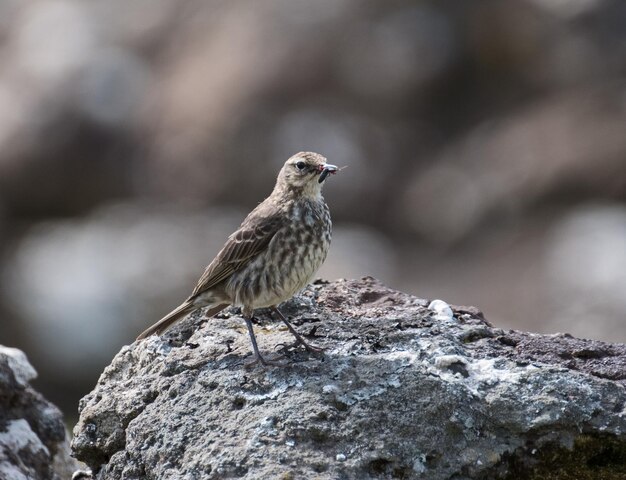 Foto un uccello appoggiato sulla roccia