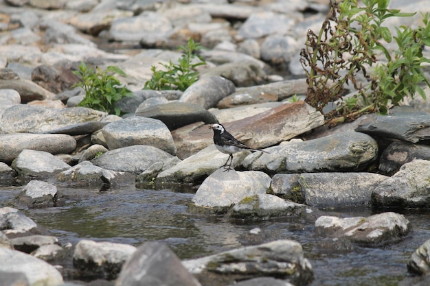 岩の上に座っている鳥