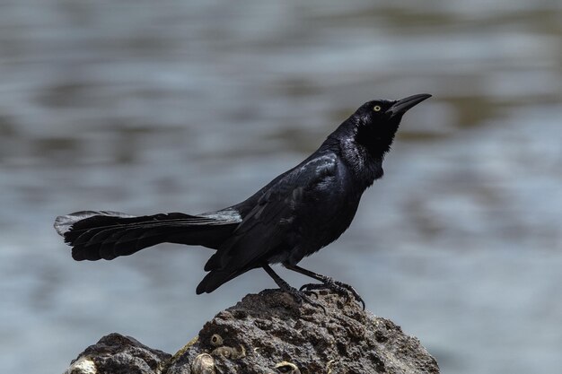 Foto un uccello appoggiato sulla roccia