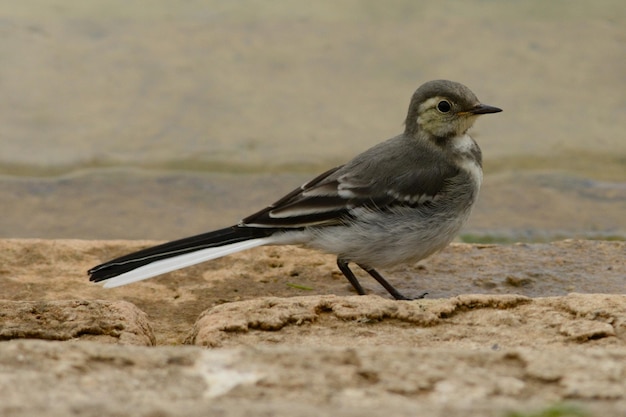 Foto un uccello appoggiato sulla roccia