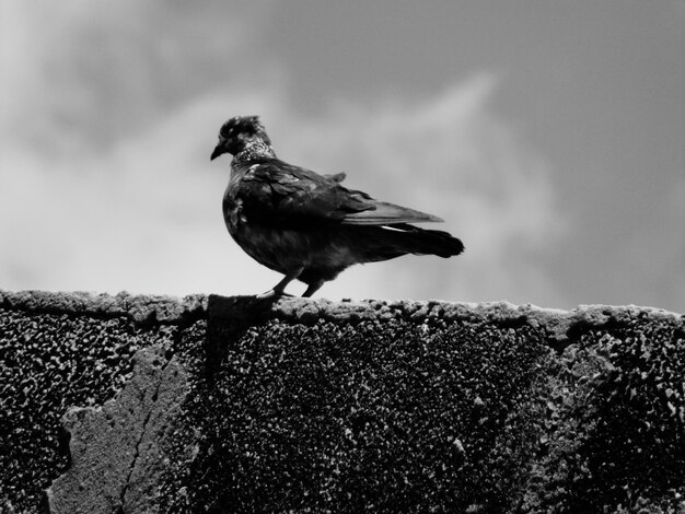Photo bird perching on rock
