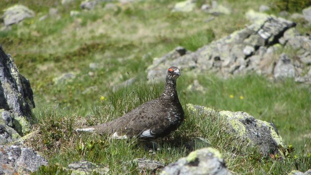 Foto un uccello appoggiato sulla roccia