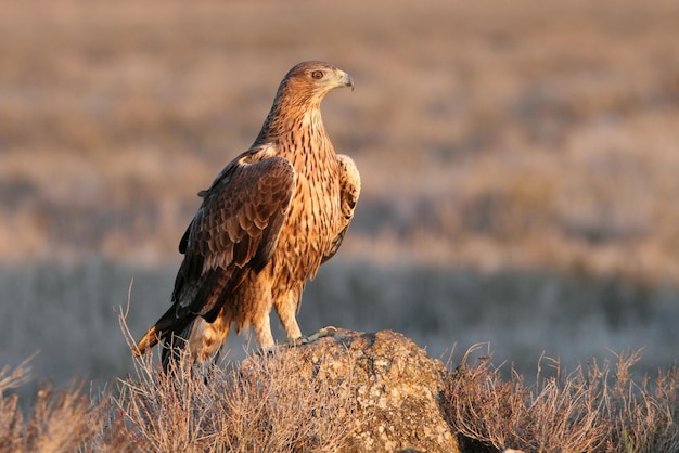 Photo bird perching on rock