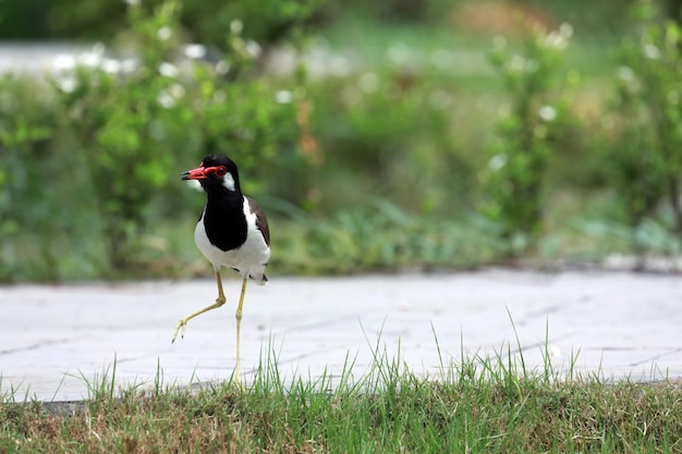 Photo bird perching on a rock