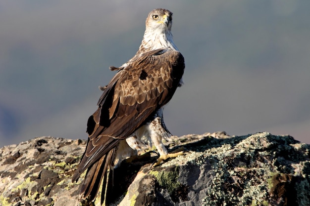 Foto un uccello appoggiato sulla roccia