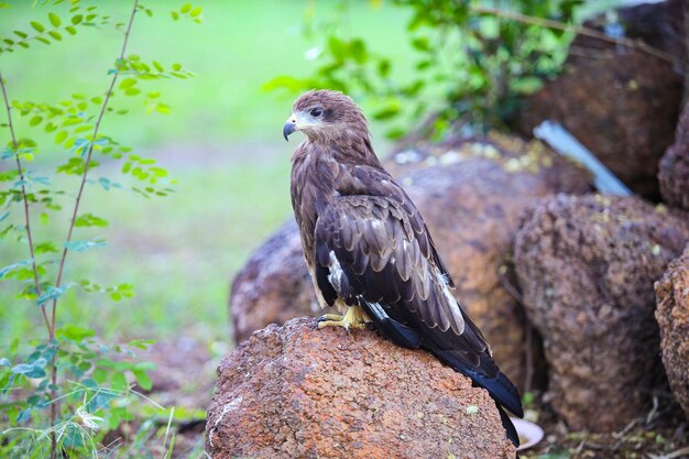 Bird perching on rock