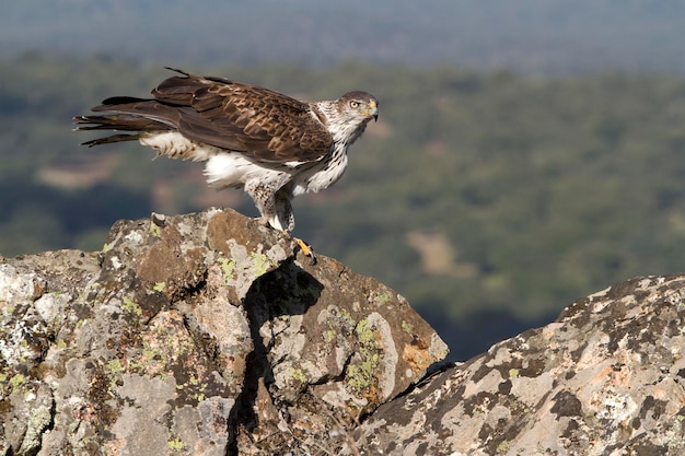 Foto un uccello appoggiato sulla roccia