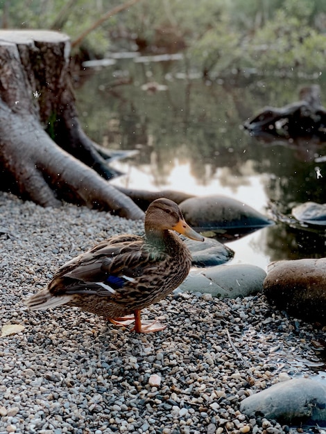 Bird perching on a rock