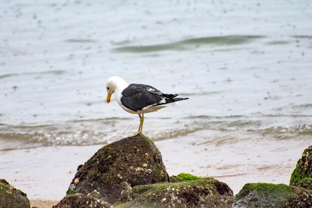 Foto un uccello appoggiato sulla roccia