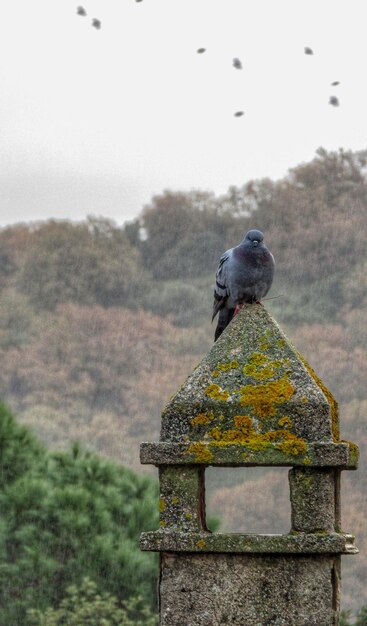 Photo bird perching on a rock