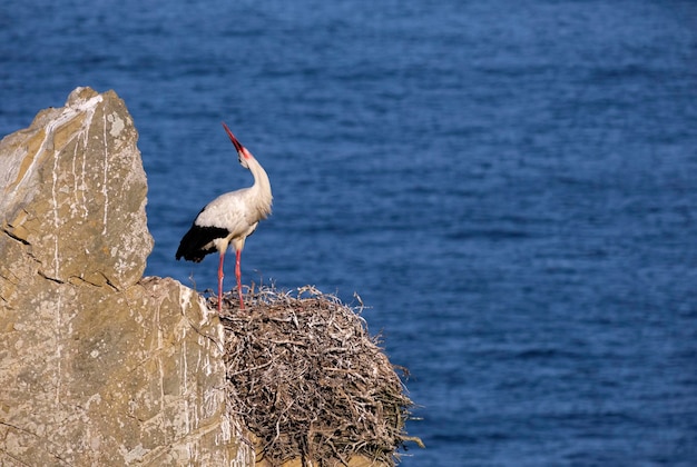 Photo bird perching on rock