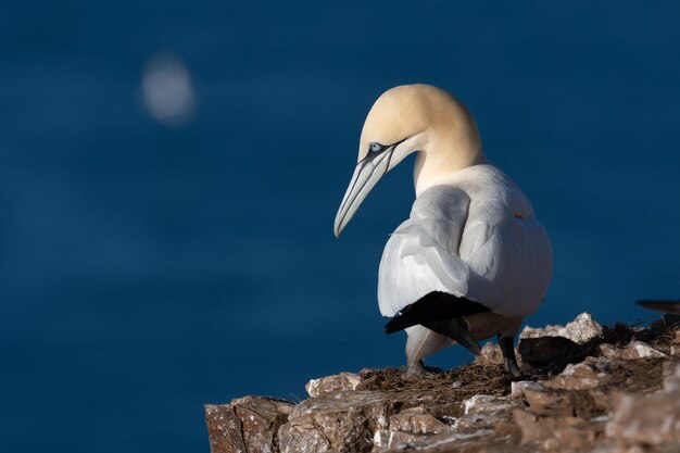 Bird perching on rock