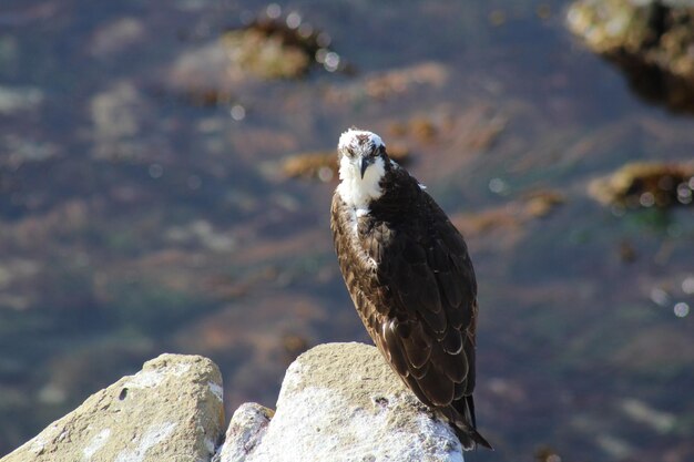 Photo bird perching on rock