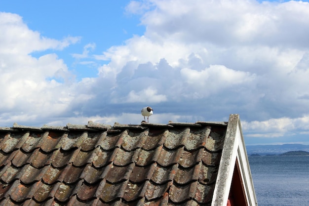 Bird perching on roof against sky