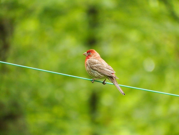 Bird perching on rope against blurred background