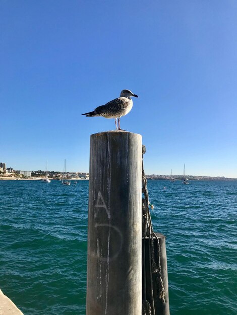 晴れた空に沿って海に座っている鳥