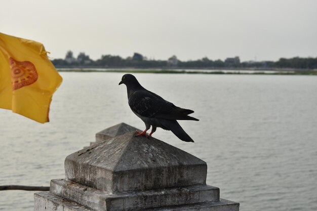 Foto un uccello appoggiato su un mare