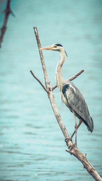 Bird perching on a sea