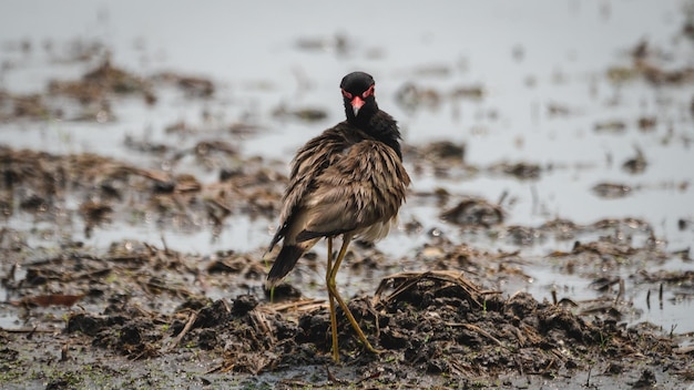 Bird perching on a shore