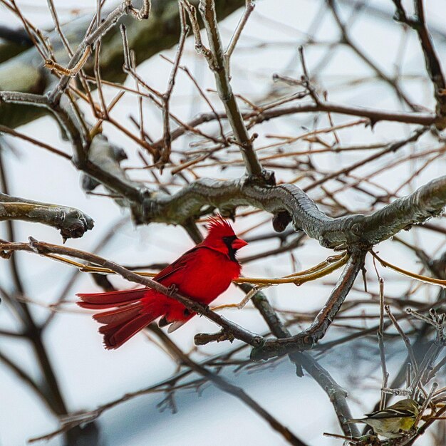 Photo bird perching on snow covered bare tree