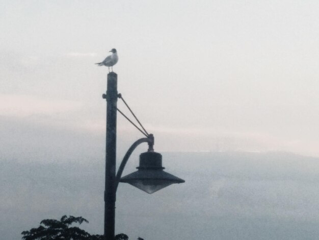 Bird perching on snow covered landscape against sky