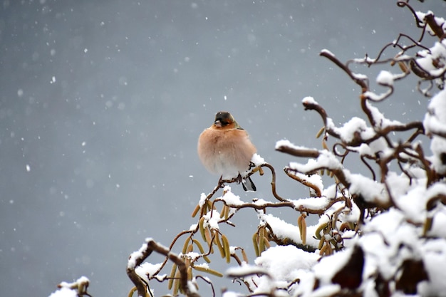 Bird perching on snow covered tree