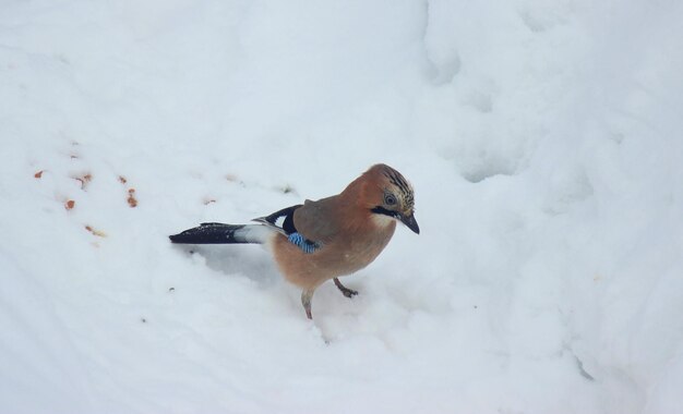 Bird perching on snow