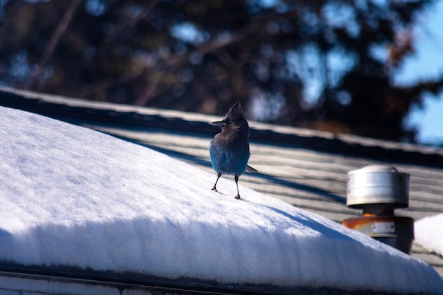 Bird perching on a snow