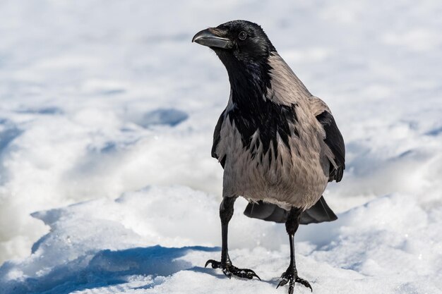 Photo bird perching on a snow