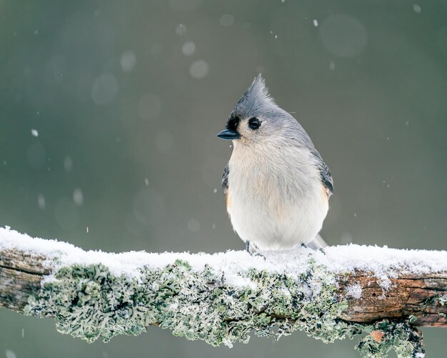 Foto un uccello appoggiato sulla neve