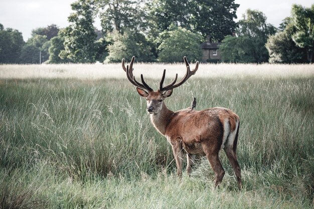 Photo bird perching on stag on grassy field at bushy park