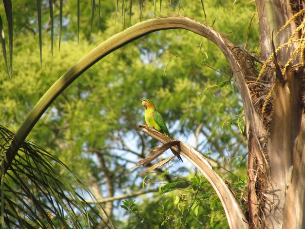 Foto un uccello appoggiato sul ramo di un albero