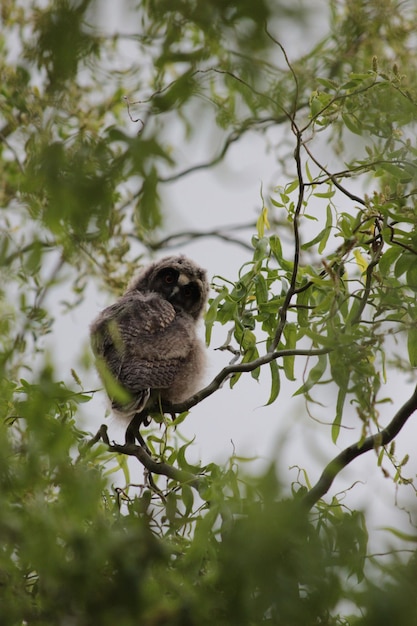 木の上に座っている鳥 ウオウオウウウオウ