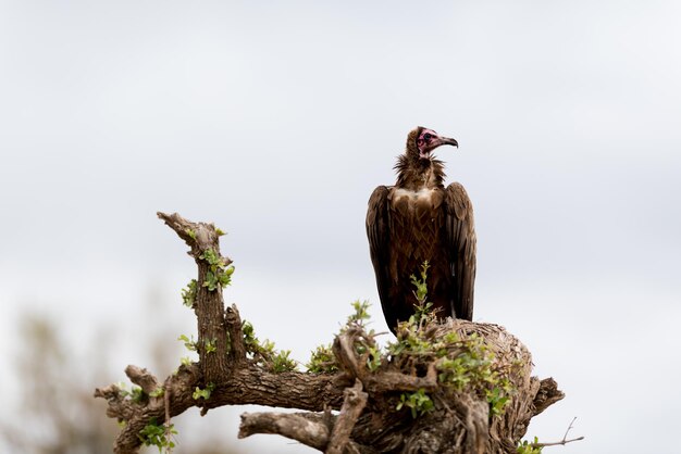 Photo bird perching on a tree stump