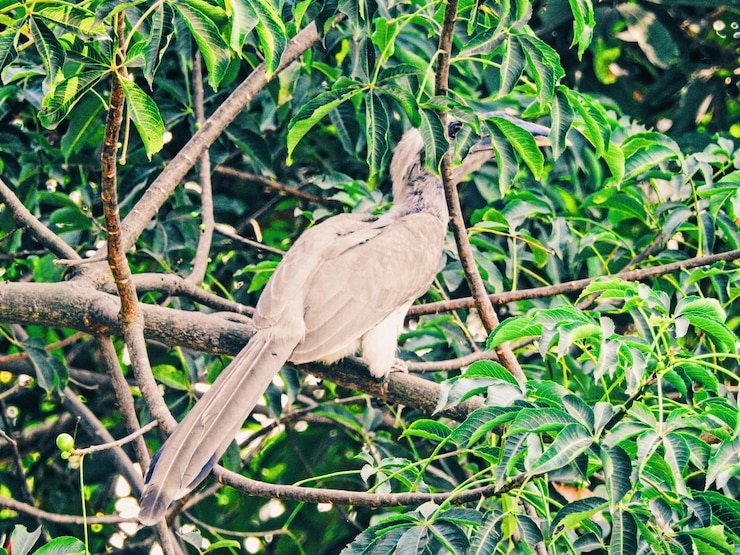 फोटो bird perching on tree trunk in forest