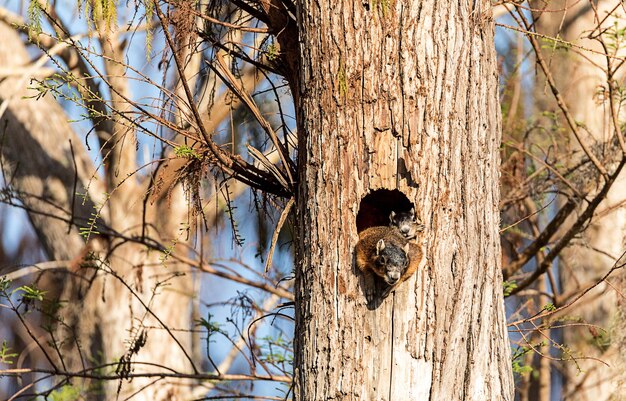 Bird perching on tree trunk