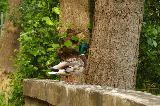 Bird perching on tree trunk