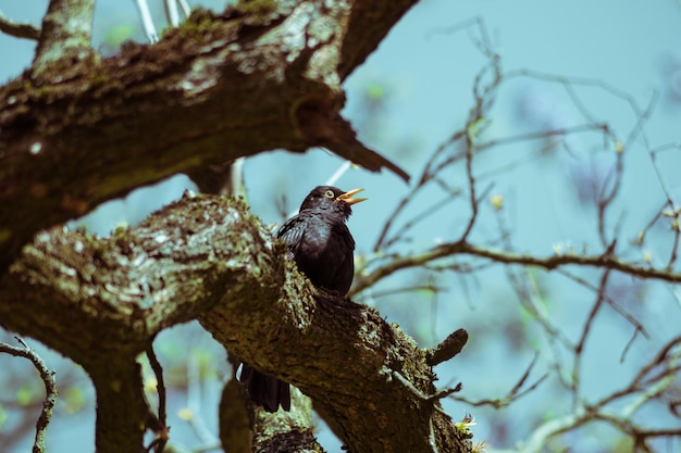 Photo bird perching on tree trunk