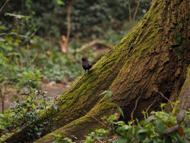 Bird perching on tree trunk