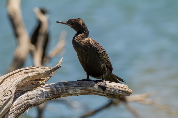 Bird perching on a tree