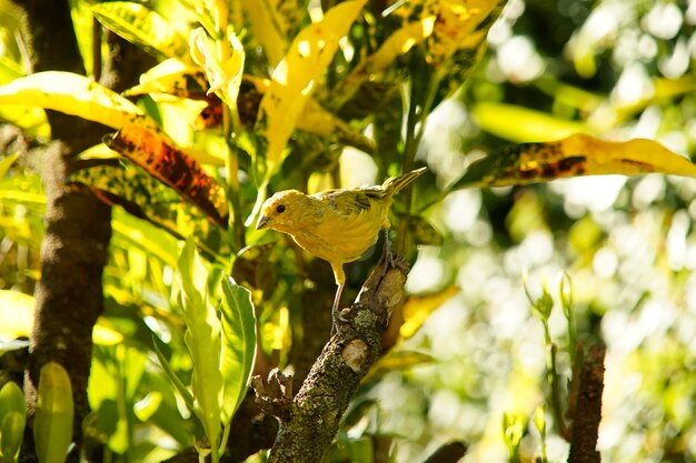 Bird perching on a tree