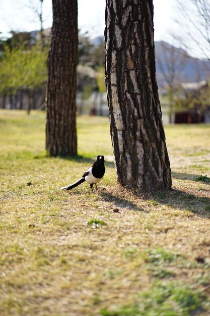 Foto un uccello appoggiato su un albero