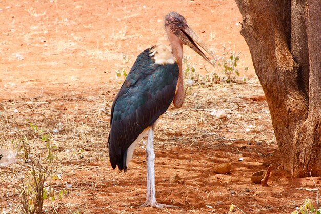 Foto un uccello appoggiato su un albero