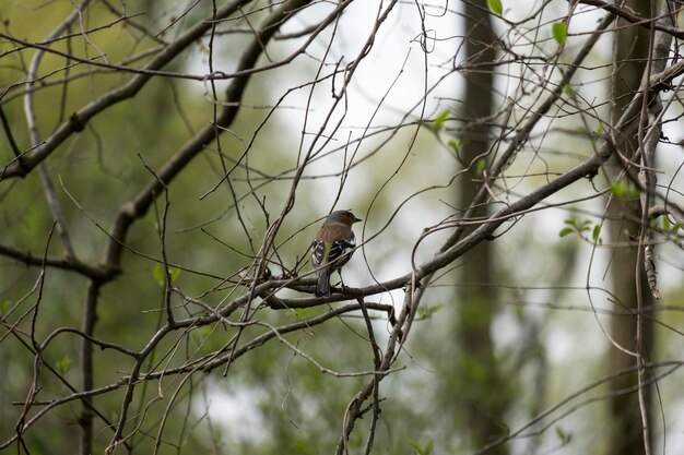 Photo bird perching on a tree