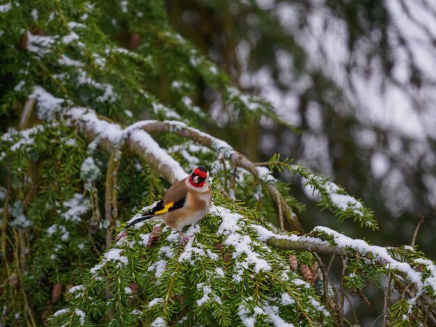 Bird perching on a tree