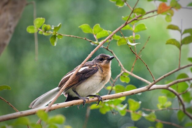 Photo bird perching on a tree